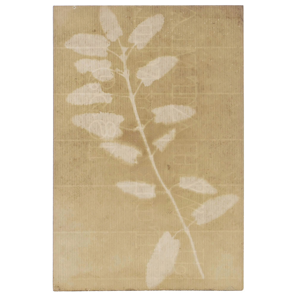 Photogenic Drawing by William Henry Fox Talbot